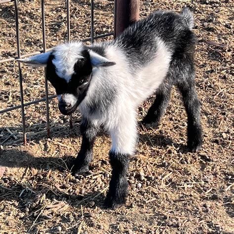Nigerian Dwarf Goat