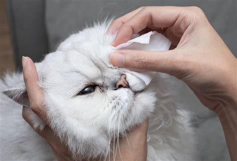 How Do You Clean A Cat's Eye Boogers at Kai Haddon blog