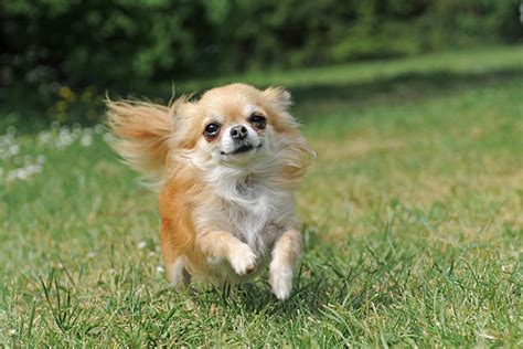 Image result for Exploding Chihuahua