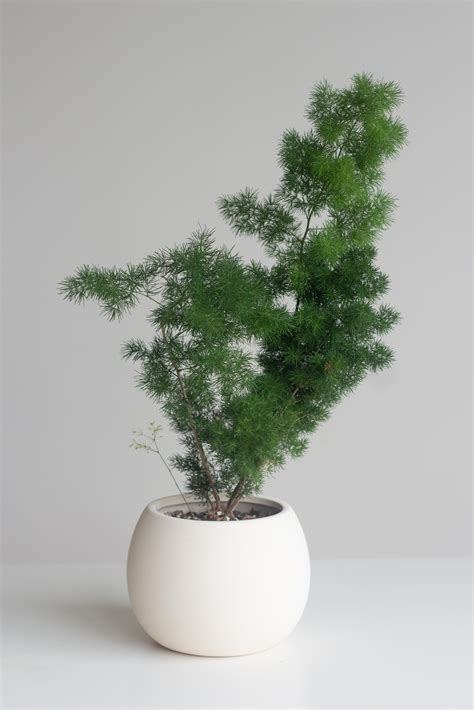 Image result for Using Ming Fern to Replicate Tree Trees