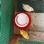 TM&W-Chicken & All Other Plastic Birds Feeder & Drinker Qty- 1.5 KG ...