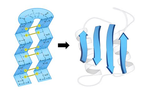 Protein Structure