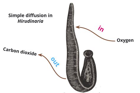 Organ systems of leech — lesson. Science State Board, Class 10.