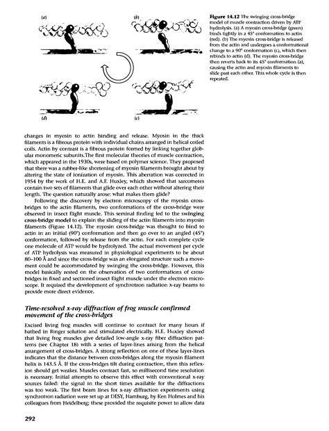 Crossbridge Model of Muscle Contraction 的图像结果