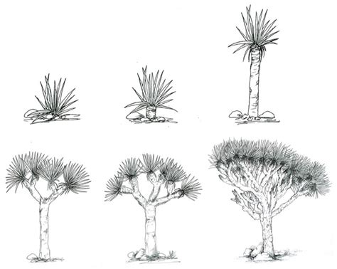 The Conservation Status and Population Mapping of the Endangered ...