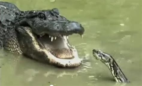 Image result for Who Would Win Alligator vs Python