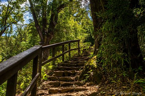 PIPIWAI TRAIL: Bamboo Forest, Banyan Tree, & Waimoku Falls