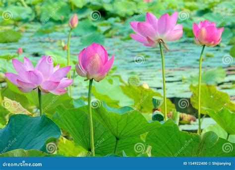 Lotus pond scenery stock photo. Image of petals, hydrophyte - 154922400