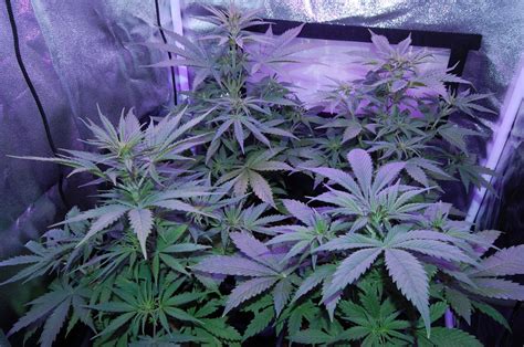 Northern Lights Auto Grow Journal | Page 2 | 420 Magazine