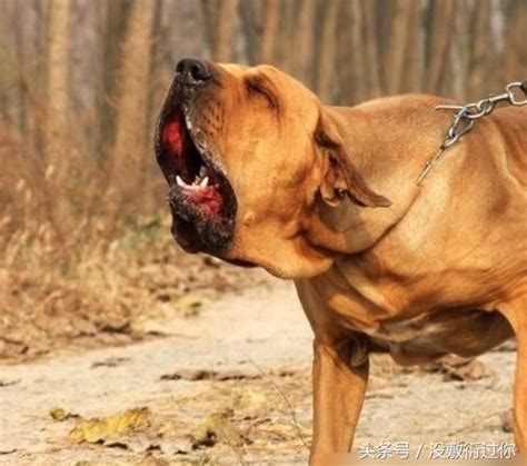 世界上最凶的狗_世界上十大最凶猛的狗狗,排名第一的没有痛觉,完虐藏(2)_排行榜