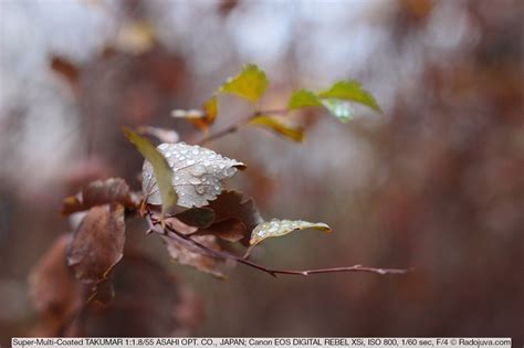 Обзор Super-Multi-Coated TAKUMAR 1:1.8/55 ASAHI OPT. CO., JAPAN | Радожива