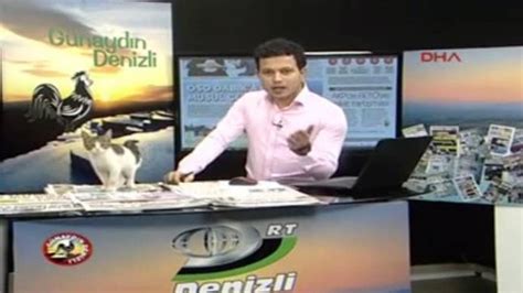 Broadcast cat-astrophe: Stray cat sits on anchor's laptop during live ...