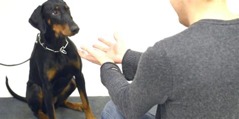 Magic Tricks for Dogs 的图像结果