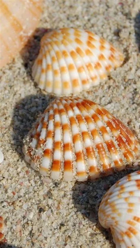 Image result for Colorful Sea Shells On Beach