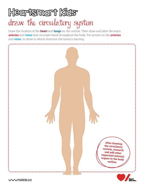 Image result for Circulatory System Drawing
