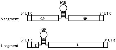 Human Hemorrhagic Fever Causing Arenaviruses: Molecular Mechanisms ...