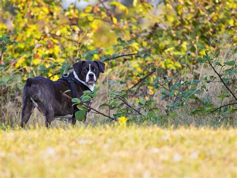 Image result for Boxer Mix Dogs
