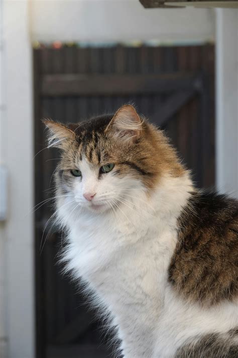 Goofy Ahh Cat Photos, Download The BEST Free Goofy Ahh Cat Stock Photos ...