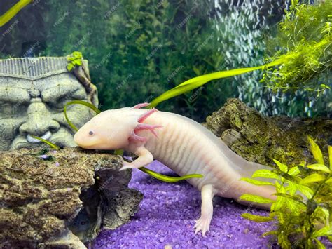 Premium Photo | Underwater axolotl portrait in an aquarium ambystoma ...