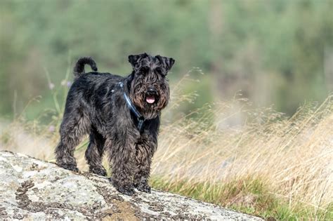 Página 2 | Filhote schnauzer miniatura Imagens – Download Grátis no Freepik