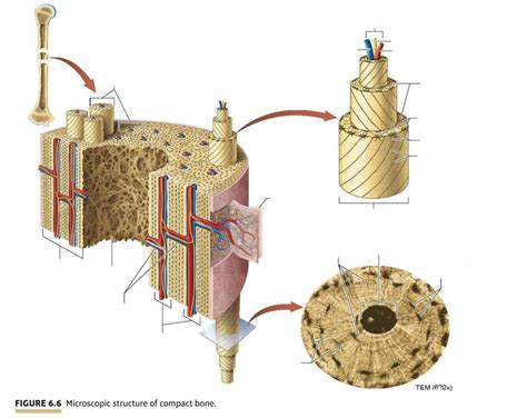 Image result for Compact Bone Structure