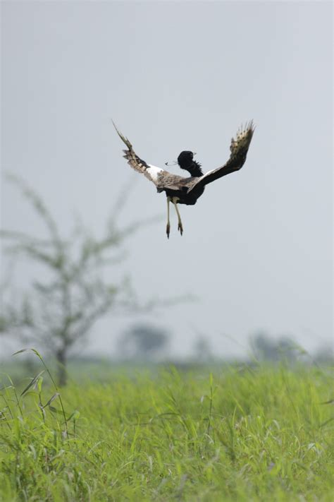 लाख कोशिशों के बाद भी नहीं बच पाए खरमोर, इंसान और पक्षी के बीच बनाई गई ...