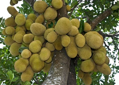 Trees Planet: Artocarpus heterophyllus – Jackfruit - Jack fruit