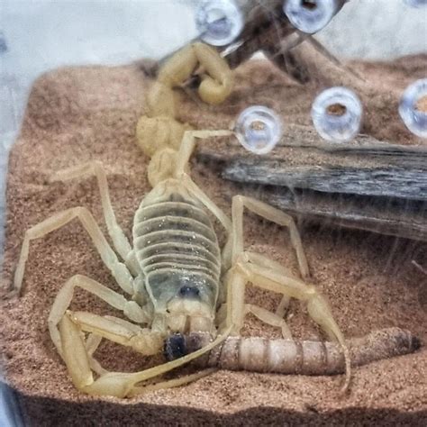 Worlds Deadliest: Deathstalker Scorpion Facts