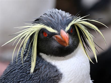 Moseley's Rockhopper Penguin - eBird