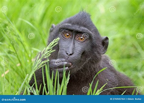 The Celebes Crested Macaques (Macaca Nigra) Stock Photo - Image of ...