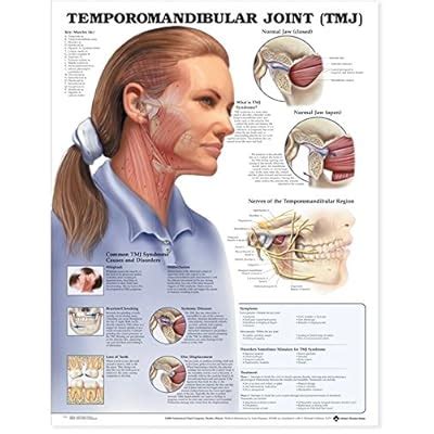 Buy Temporomandibular Joint (TMJ) Anatomical Chart 1st Edition Online ...
