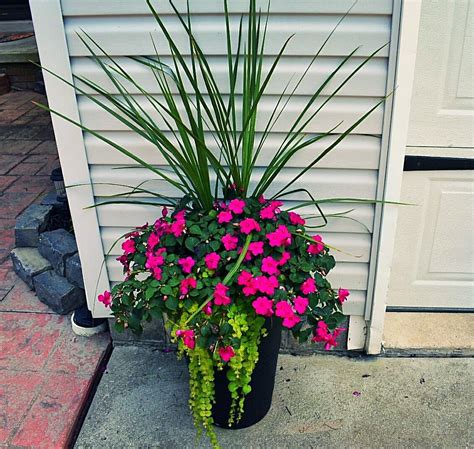 Creeping Jenny Flower Pot