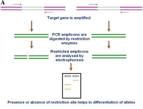 Image result for Caps Explained