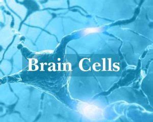 Dieting to become scientific as brain cells that control appetite ...