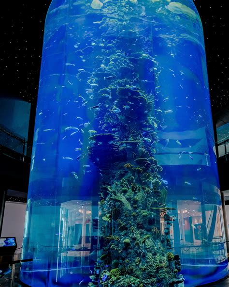 Aquarium DIY Tree Stump 的图像结果