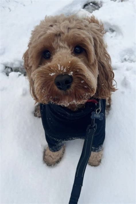 Image result for Mini Cockapoo Female Size