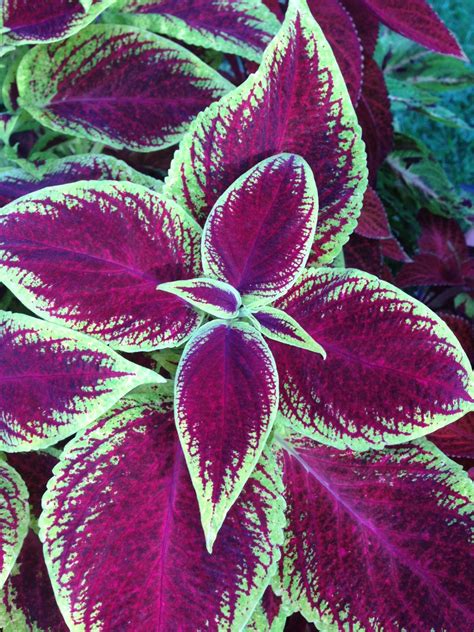 Foliage Plants for Your Shade Garden