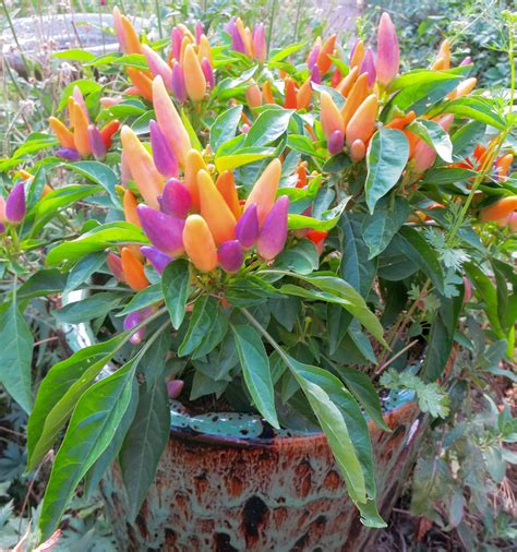 Bell Pepper Plants In Containers