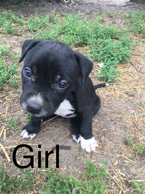 American Pit Bull Terrier Puppies For Sale | Kadoka, SD #301742