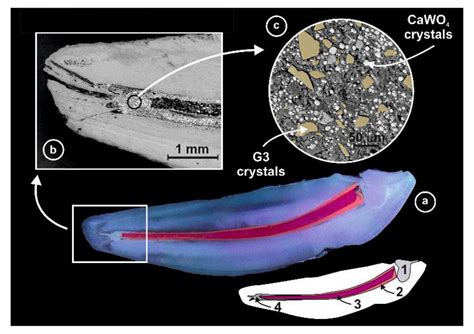 Adding Two Antimicrobial Glasses to an Endodontic Sealer to Prevent ...