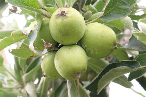 Image result for Apple Tree Farm