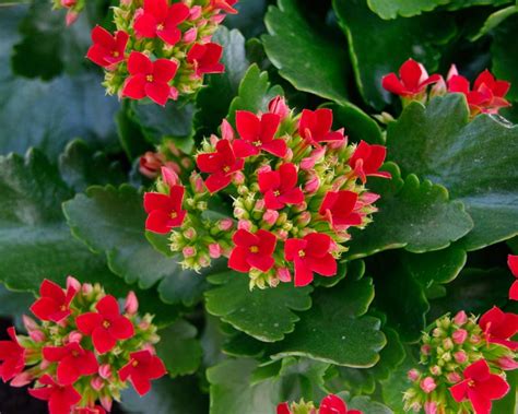 Kalanchoe blossfeldiana