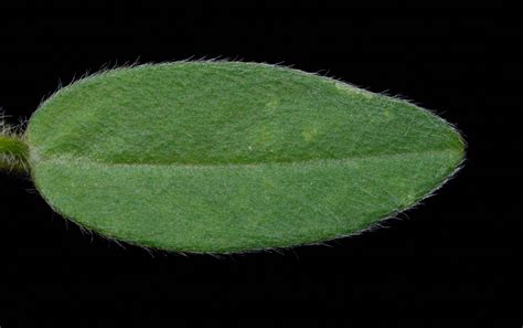 Crotalaria sagittalis L. | Plants of the World Online | Kew Science