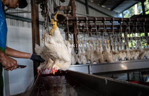 Image result for Chickens Getting Slaughtered