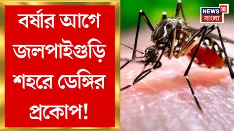Jalpaiguri News : বর্ষার আগে জলপাইগুড়ি শহরে Dengue এর প্রকোপ | Bangla News