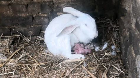 摄影师用照片记录：刚出生的兔子长大的过程 | 宠物天空