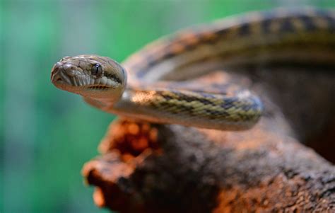 Image result for Biggest Scrub Python