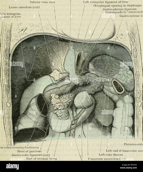 . Cunningham's Text-book of anatomy. Anatomy. PEEITONEUM. 1241 pancreas it is prolonged ...