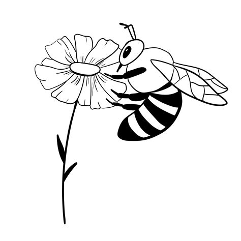 47+ Free White Flower With Bee Vector