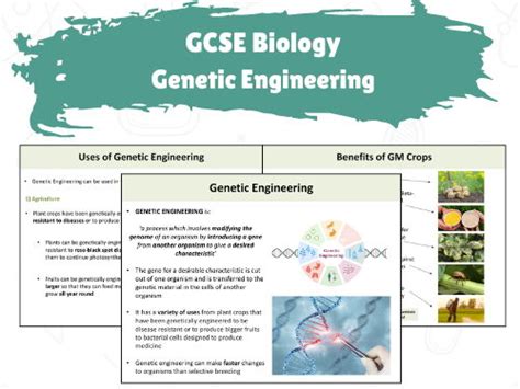 Basic Genetic Engineering GCSE Science OCR 的图像结果